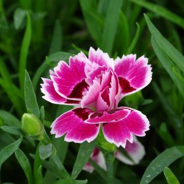 Dianthus barbatus Sunflor Red Esta - Garofano dei poeti