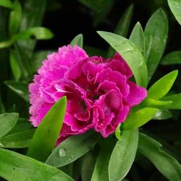 Dianthus Sunflor Sinclair - Garofano