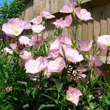 Oenothera speciosa Twilight