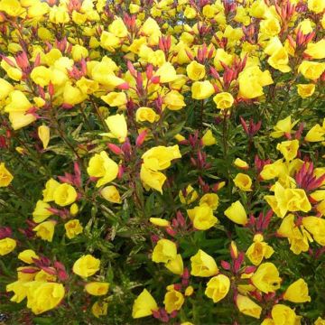 Oenothera fruticosa Camel