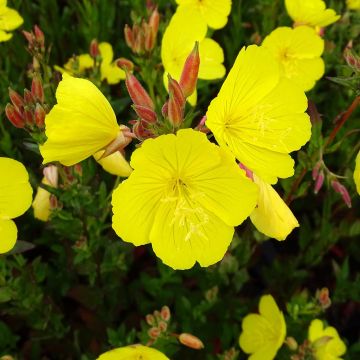 Oenothera fruticosa Hohes Licht