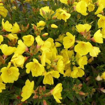 Oenothera fruticosa Michelle Ploeger