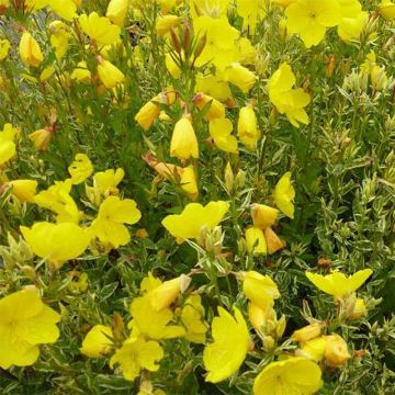 Oenothera fruticosa Silberblatt