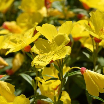 Oenothera fruticosa Sonnenwende