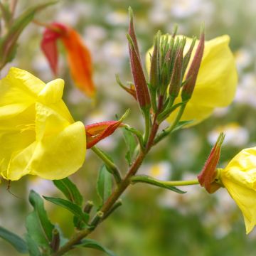 Oenothera glazioviana - Enagra di Lamark