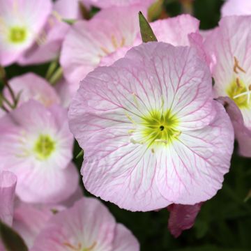 Oenothera speciosa Siskiyou