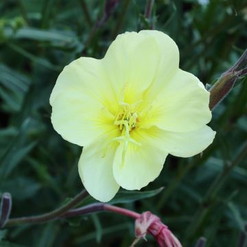 Oenothera stricta Sulphurea