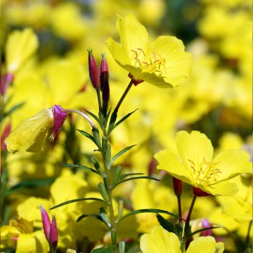 Oenothera Pénélope Hobhouse