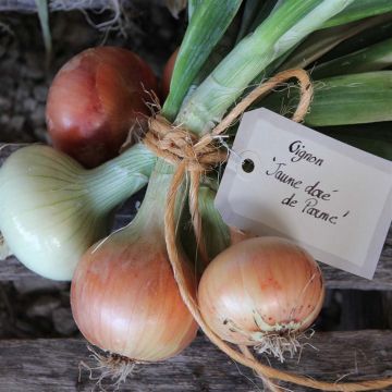 Cipolla dorata di Parma