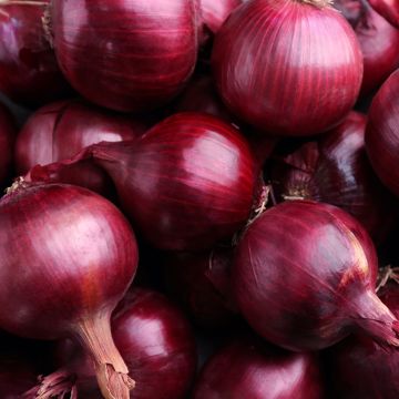 Cipolla rossa Rouge foncé de Brunswick