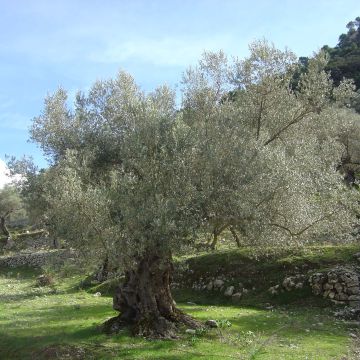 Olea europaea (alberello) - Olivo