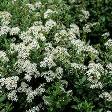 Olearia haastii