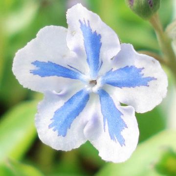 Omphalodes Starry Eyes