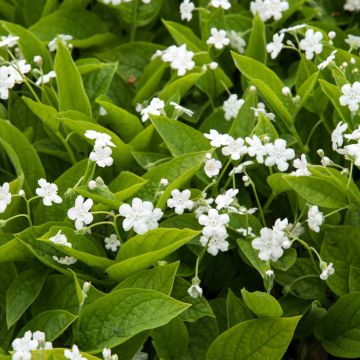 Omphalodes verna Alba - Borrana primaverile