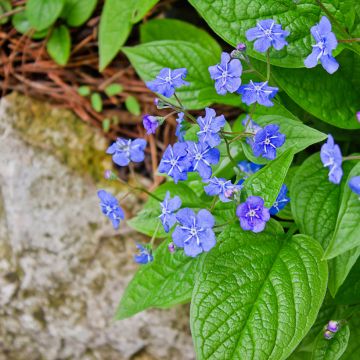 Omphalodes verna - Borrana primaverile