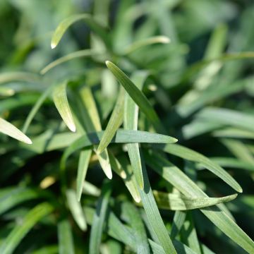 Ophiopogon japonicus Minor - Mughetto giapponese