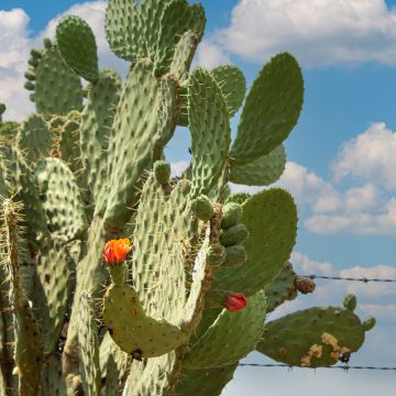 Opuntia engelmannii var. alta