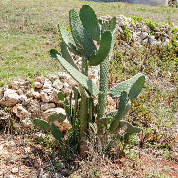 Opuntia cacanapa Ellisiana