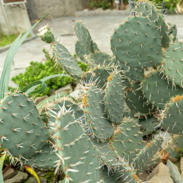 Opuntia engelmannii