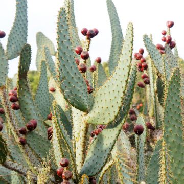 Opuntia engelmannii var.linguiformis