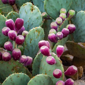 Opuntia gregoriana