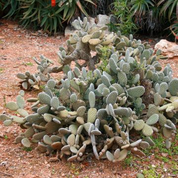 Opuntia microdasys