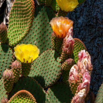 Opuntia rufida