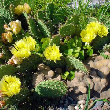 Opuntia semispinosa