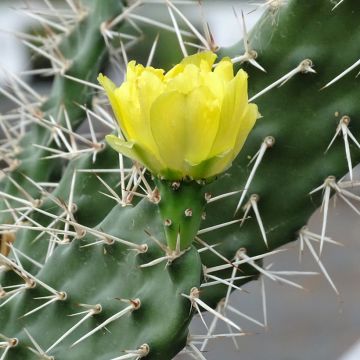 Opuntia sulfurea