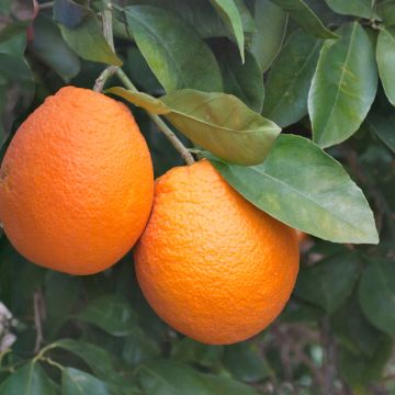 Citrus sinensis Oranger - Arancio