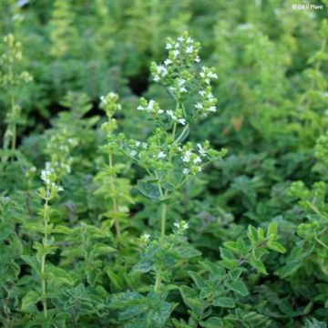 Origano - Origanum heracleoticum