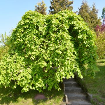 Ulmus glabra Pendula = horizontalis - Olmo di montagna