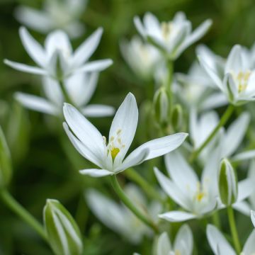 Ornithogalum umbellatum - Stella di Betlemme