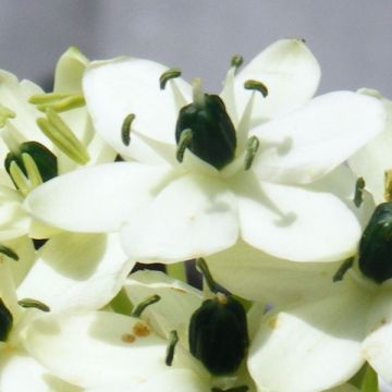 Ornithogalum arabicum - Latte di gallina d'Arabia