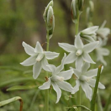 Ornithogalum nutans - Latte di gallina a fiori penduli