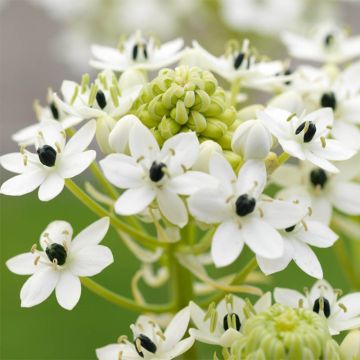 Ornithogalum saundersiae - Ornitogallo