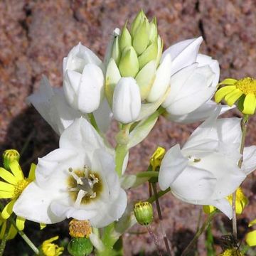 Ornithogalum thyrsoides - Ornitogallo