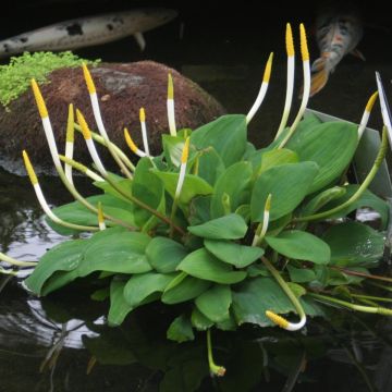 Orontium aquaticum - Clava d'oro