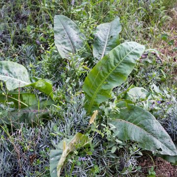 Rumex patientia Bio - Erba pazienza