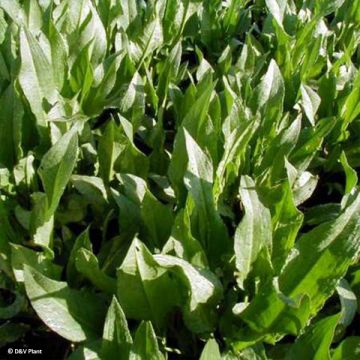 Rumex patientia - Erba pazienza