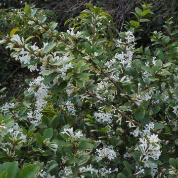 Osmanthus delavayi - Osmanto