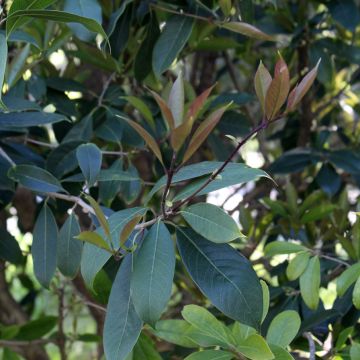 Osmanthus fragrans - Osmanto odoroso