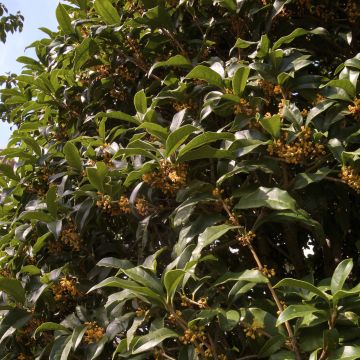 Osmanthus fragrans var. aurantiacus - Osmanto