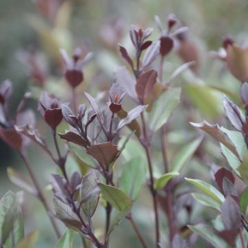 Osmanthus heterophyllus Purpureus - Osmanto