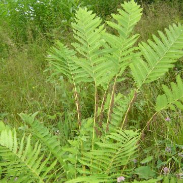 Osmunda claytoniana