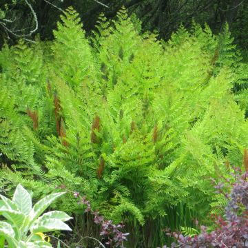 Osmunda regalis Purpurascens - Felce regale