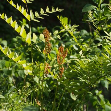 Osmunda japonica