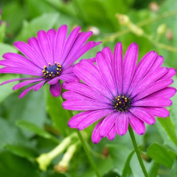 Osteospermum Tradewinds Trailing Deep Purple