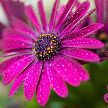 Osteospermum Dalina Bright Purple