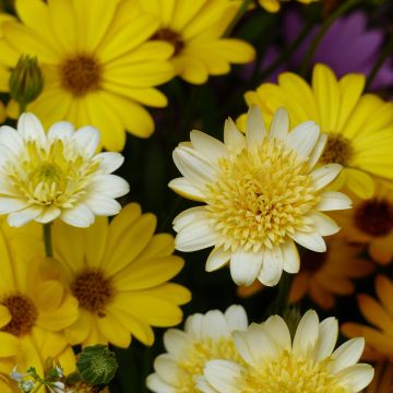 Osteospermum Summersmile Double Golden Yellow